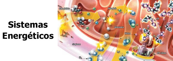 Sistemas Energéticos: ATP-CP, Glicolítico e Oxidativo