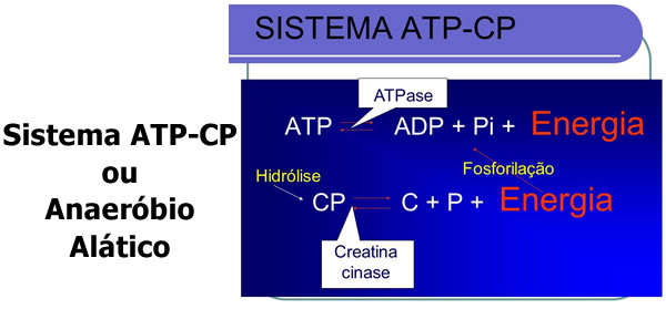 ATP-CP ou Anaeróbio Alático