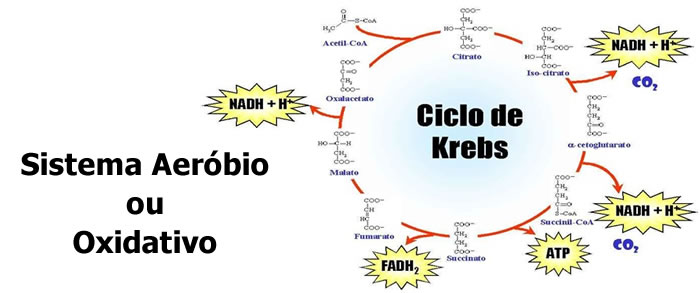 Sistema Aeróbio ou Oxidativo