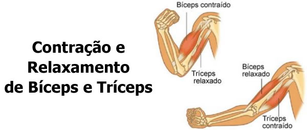 Treino de Bíceps e Tríceps - Contração e Relaxamento