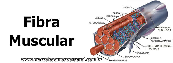 Fibra muscular - medicamentos que atrapalham a hipertrofia muscular