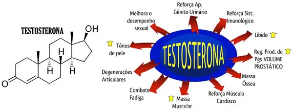 hipertrofia muscular testosterona
