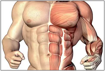 bcaa e hipertrofia muscular