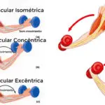 tipos de contração muscular