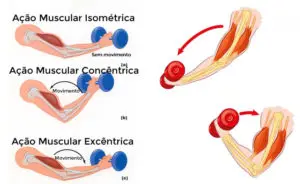 tipos de contração muscular