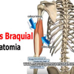 anatomia do tríceps braquial