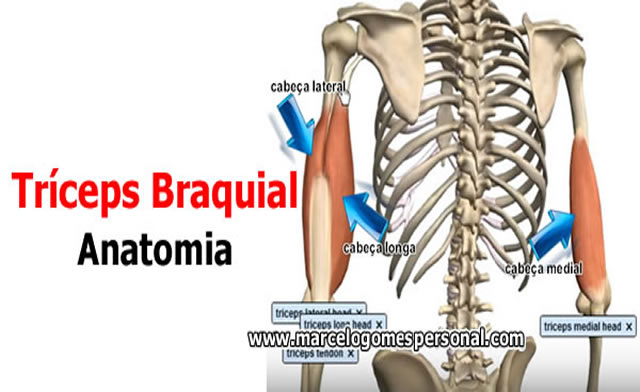 anatomia do tríceps braquial