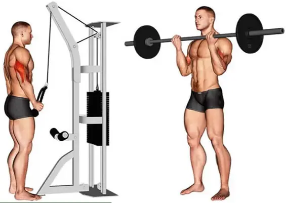 Super série de bíceps e tríceps super série antagonista - Como ganhar massa muscular