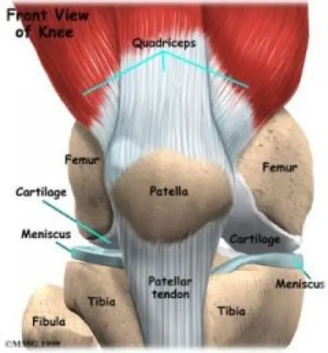anatomia do joelho - patela