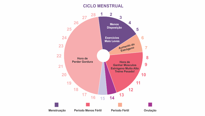 Fases do Ciclo Menstrual