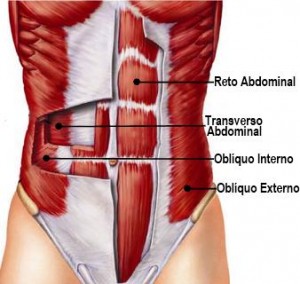 Músculos do Abdome