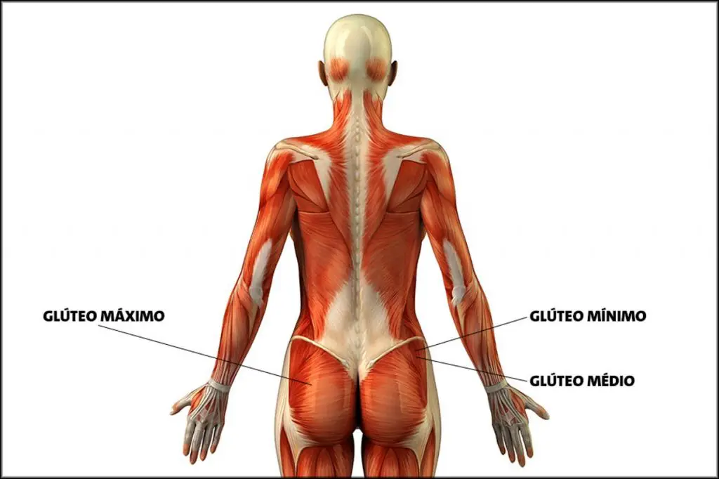 Anatomia dos Glúteos