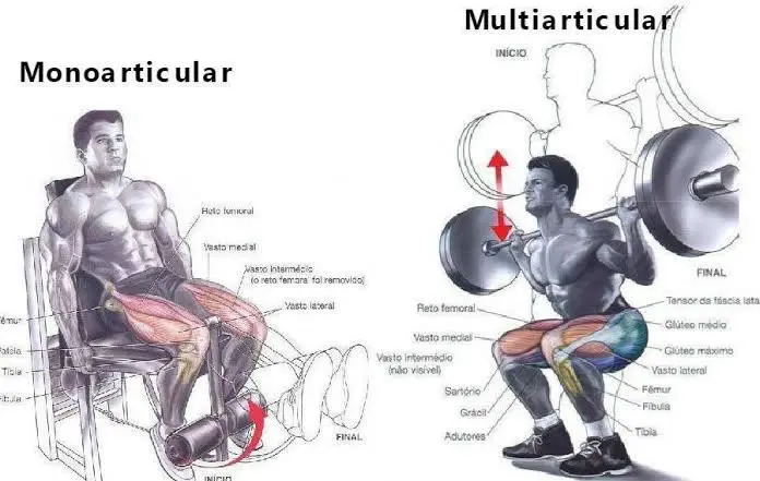 Exercícios Monoarticulares x Multiarticulares - Como voltar aos treinos
