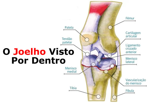 O joelho visto por dentro - Cadeira Extensora e Mesa Flexora