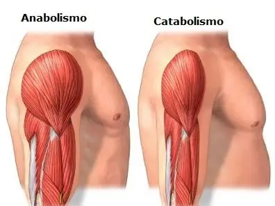Anabolismo x Catabolismo