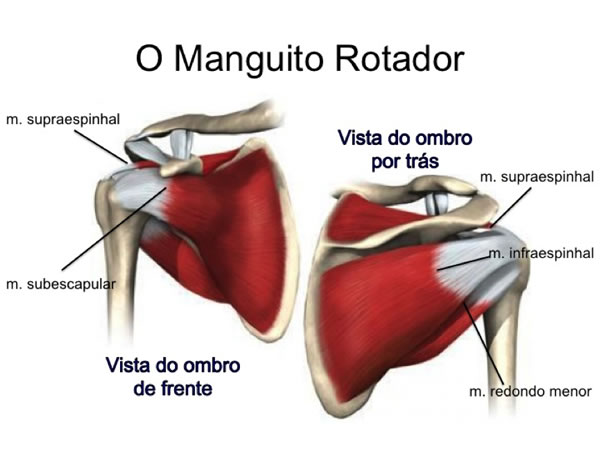 Manguito Rotador - como evitar lesões nos ombros