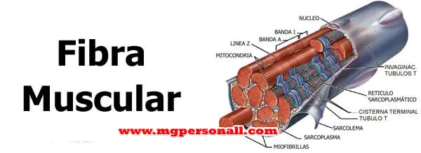 O Que é Hipertrofia Muscular? - Fibra muscular