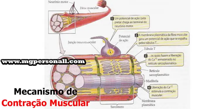 Mecanismo de Contração Muscular