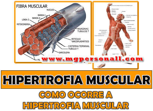 O Que é Hipertrofia Muscular?