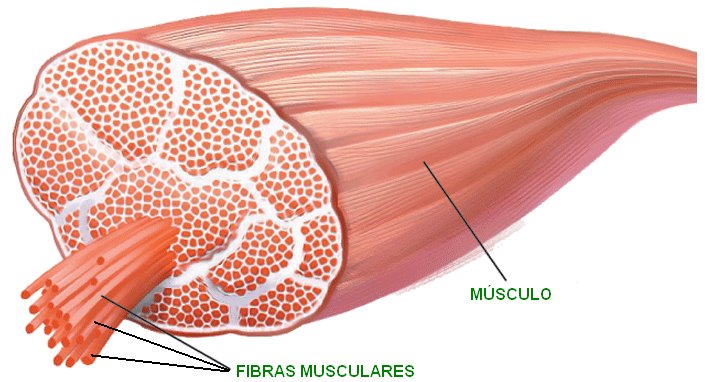 Fibras Musculares