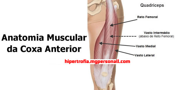 anatomia muscular da coxa anterior (quadríceps) - Cadeira Extensora e Flexora