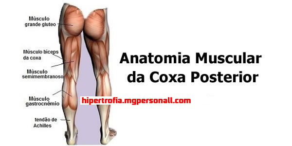 anatomia muscular da coxa posterior (isquiotibiais) - Cadeira Extensora e Flexora