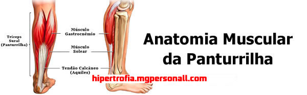 Anatomia da Panturrilha