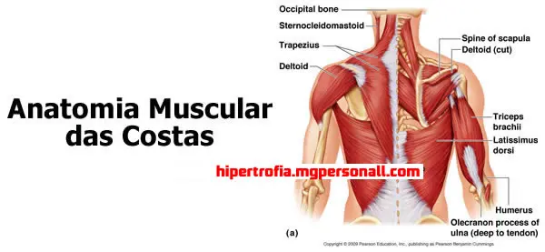 Anatomia Muscular das Costas