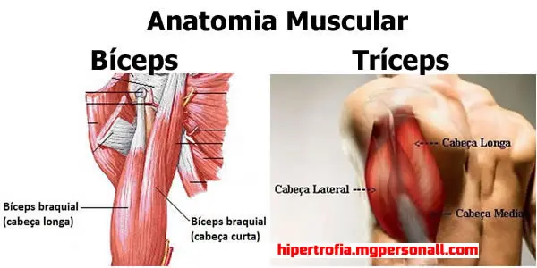 Anatomia Muscular de Bíceps e Tríceps