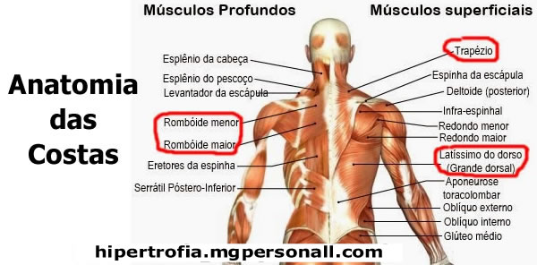 Anatomia das Costas