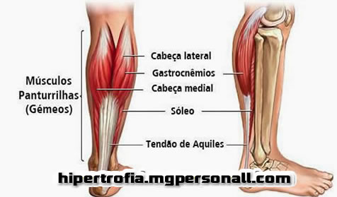 Sistema Muscular da Panturrilha