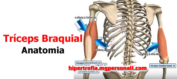 tríceps braquial anatomia