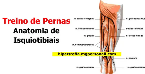 Treino de Pernas - Anatomia dos Músculos Isquiotibiais (posterior de coxa)
