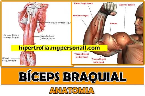 Bíceps Braquial - Análise Anatômica