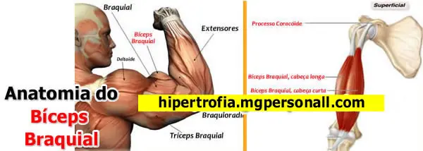 Anatomia do Bíceps Braquial