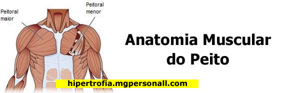 Treino de Peito - Anatomia Muscular