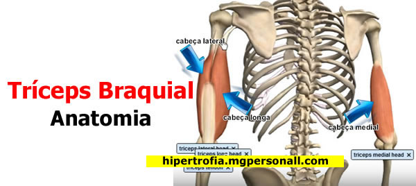 Treino de Tríceps - Anatomia do Tríceps Braquial