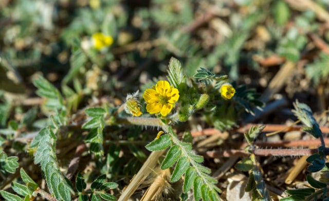 O Tribulus Terrestris