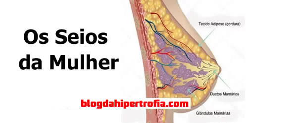 anatomia dos seios da mulher - treinar musculação diminui os seios