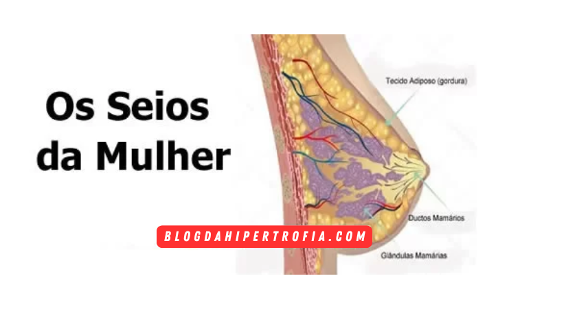 os seios da mulher anatomia e perda de gordura corporal- academia diminui os seios